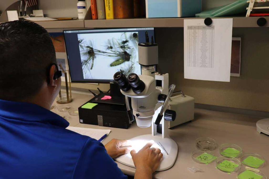 A man looking at mosquitoes through a microscope.