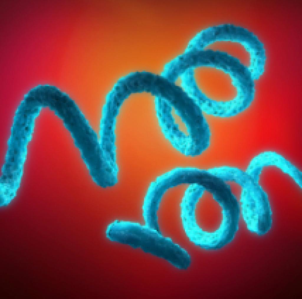 Microscopic view of syphilis