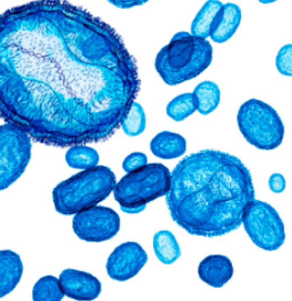 Vista microscópica de la viruela símica (Mpox).