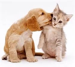 light brown colored puppy licking light colored cat on the cheek
