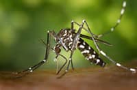 close up of a Culex Tarsalis mosquito feeding