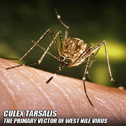 close up of a Culex Tarsalis mosquito feeding