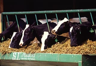black and white cows lined up in cow chutes feeding