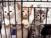 three kittens in three different colors, white, orange, black/grey leaning on the side of a kennel.