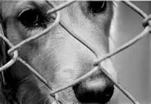black and white photo of a close up of dog's face looking through a fence