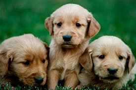 Three golden retriever puppies laying in the grass with a green background