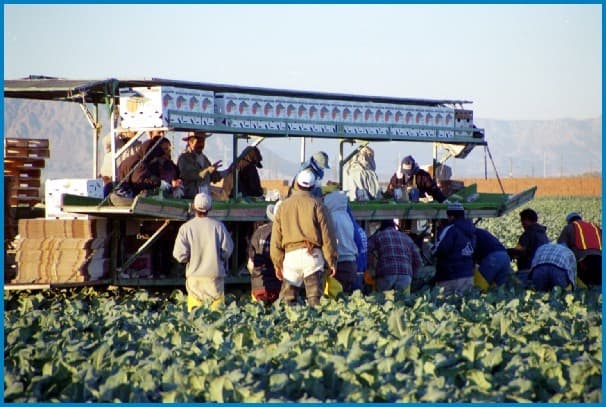farm workers in a field with different outfits loading green vegetables